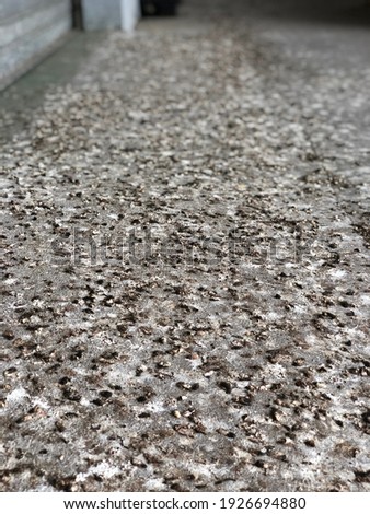 Selective focus bird droppings on cement background.