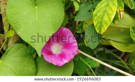 single petal pink flower vine