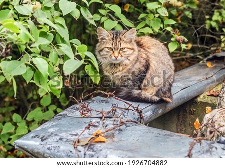 Real fluffy pretty homeless kitten teenager at summer cloudy day in garden