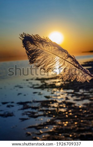 silhouette of an ostrich feather against the setting sun on a pink lake beautiful feather drawing nice background