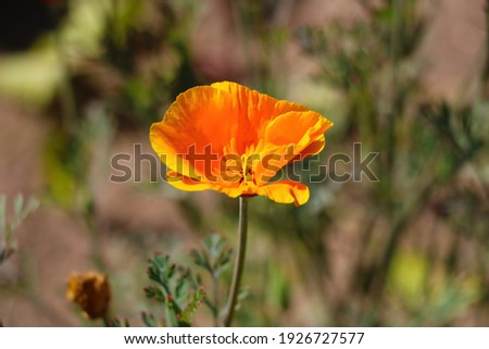 Close-up on a blooming poppy flower in the garden