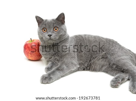 gray cat (breed Scottish Straight) and a red apple on a white background. horizontal photo.