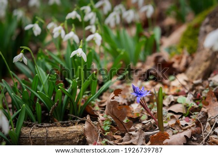 Snowdrops lat.Galanthus nivalis close-up and purple Scilla copses close-up. Tender first flowers bloomed in the spring in the forest. Beautiful blurred horizontal natural background. Selective focus.