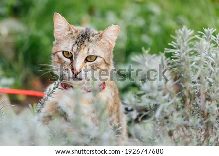 Beautiful cat on a leash enjoying outdoors in the garden. 