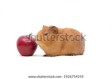 Guinea pig with an apple isolated on white background