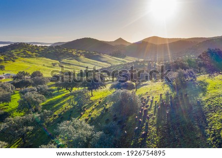 Aerial view of a pasture where Iberian pigs live Royalty-Free Stock Photo #1926754895