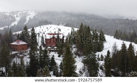 Pine  forest in Carpathian Mountains 
