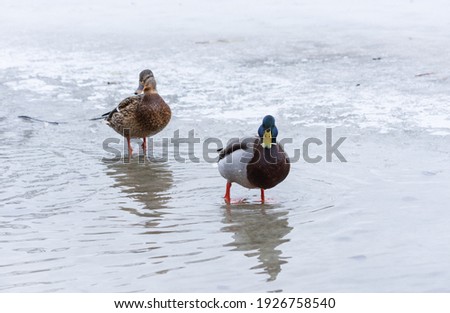 Male mallard in meltwater against the background of a female on the ice in early spring on a natural background with a bokeh effect