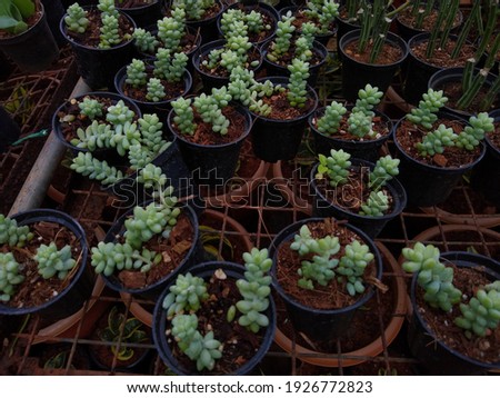 the donkey tail or burro's tail (Sedum morganianum) plant in a garden