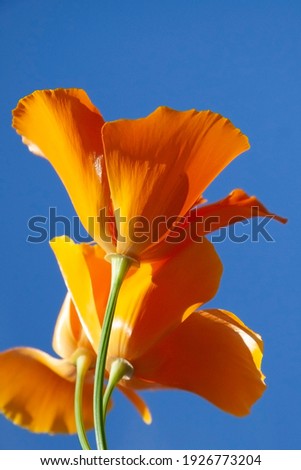 orange California poppy (Eschscholzia californica) with blue sky background 