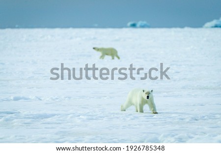 Image of a polar bear in Svalbard
