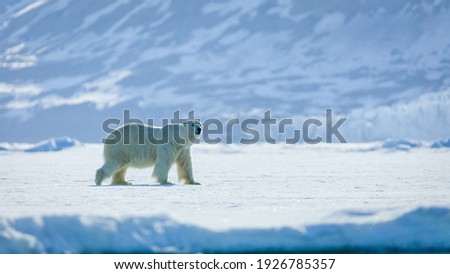 Image of a polar bear in Svalbard Royalty-Free Stock Photo #1926785357