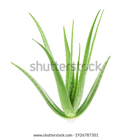 Aloe vera tree isolated on white background with clipping path. Royalty-Free Stock Photo #1926787301