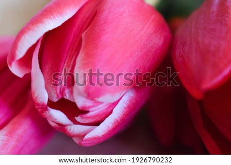 Pink and red tulips on a white background