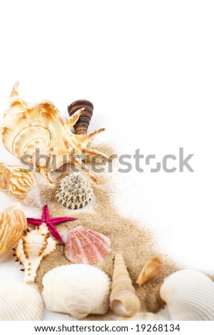 sea shells in sand isolated