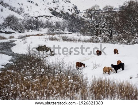wild horses on the snowy mountain slopes in Ossetia in winter