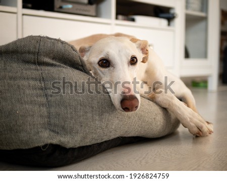 precious picture of a white greyhound dog, lying on his bed, relaxing on his bed.