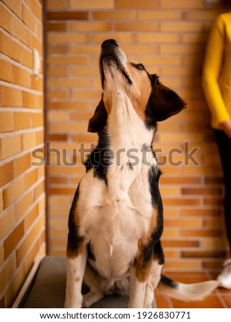 beautiful picture of beagle dog posing, playing and searching on the wall