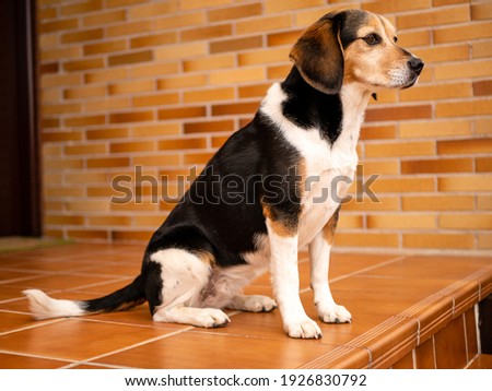 beautiful picture of beagle dog posing, playing and searching on the wall