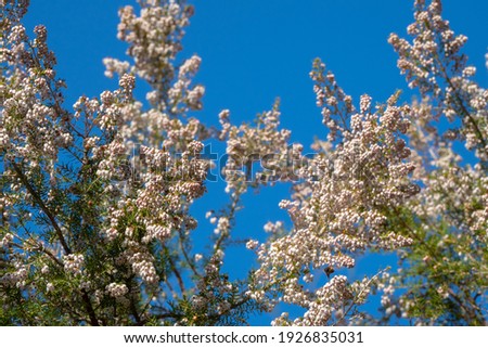 Flowers blooming in the spring time in the south of France at the Massif de L'Esterel
