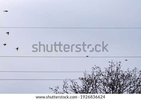Flying sparrows against the background of the winter cloudy sky.