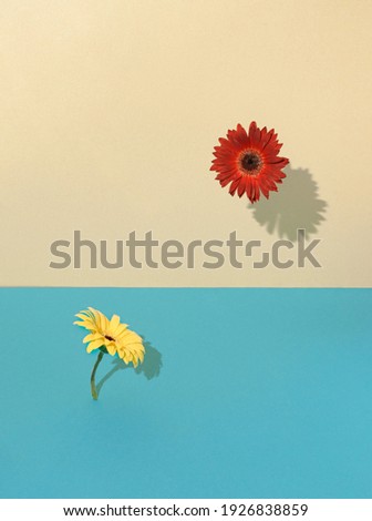 Two flowers that have an interaction. Spring and women's day concept. Minimal photography. Blue-beige background.