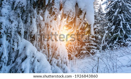 Winter forest panorama. Snowy white Christmas tree in sunshine. Frost nature scene with beautiful morning sun, blue sky. Colorful outdoor scene, Happy New Year celebration concept