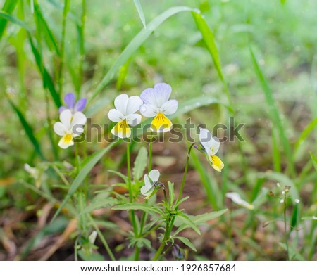wild flowers violet tricolor, pansies on blurred background of green grass, beautiful summer background