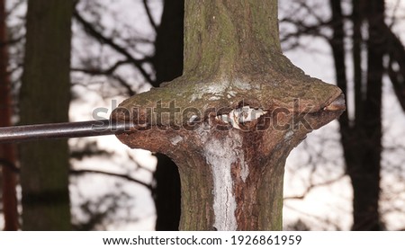The tree has swallowed up the iron crossbar (horizontal bar), which was for a long time to him