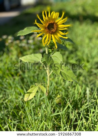 One single yellow sunflower in grass
