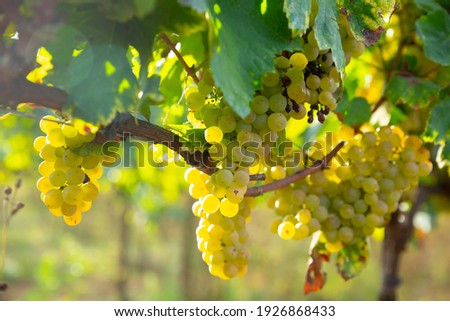 Ripe white grapes hanging on vine in vineyard at sunny day, harvest season