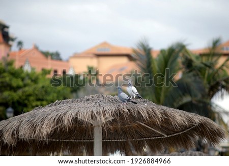 Pigeons on a thatched roof