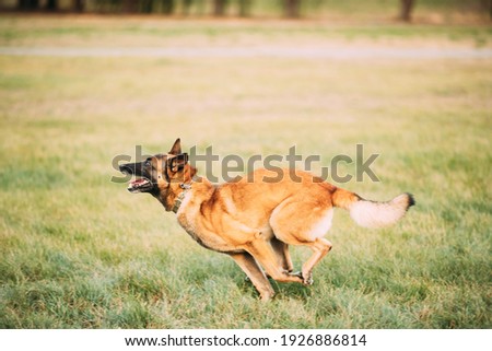Malinois Dog Play Jumping Running Outdoor In Park. Belgian Sheepdog Are Active, Intelligent, Friendly, Protective, Alert And Hard-working. Belgium, Chien De Berger Belge Dog. Royalty-Free Stock Photo #1926886814
