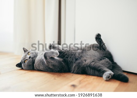British cat lying relaxed and confident on the floor at home. British shorthair breed portrait Royalty-Free Stock Photo #1926891638