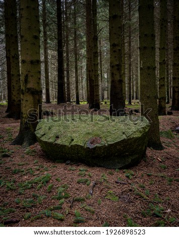 A rock in a beautiful dark pine forest. Picture from Scania county, Sweden