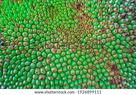 Abstract creative background. Shot of tropical jack fruit peel, look like dragon scales. Mystic mood, extraordinary flora, sample of amazing beauty nature planet, design wallpaper. Lime green colour