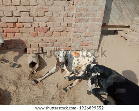 The goats are sitting on the ground and looking so beautiful. The shooting date is March, 1,2021. Village 150-9-l District Sahiwal, Punjab, Pakistan.