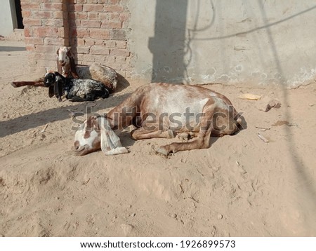 The goats are sitting on the ground and looking so beautiful. The shooting date is March, 1,2021. Village 150-9-l District Sahiwal, Punjab, Pakistan.