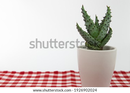 Red Hot Poker Aloe plant (Aloe ferox) in a white pot with white background. Close-up on green succulent with red spikes, copy space