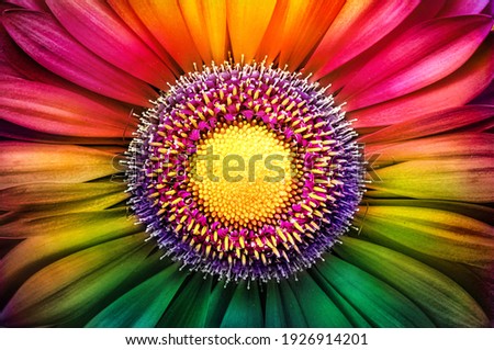 Gerbera flower close up. Macro photography. Postcard multicolored Gerbera Flower. Natural romantic conceptual floral multicolored macro background. Royalty-Free Stock Photo #1926914201