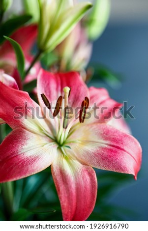 Beautiful dark pink and white Asiatic Lilies (Oriental Lily), Lilium Hybrid. Selective focus with a blurred background. 