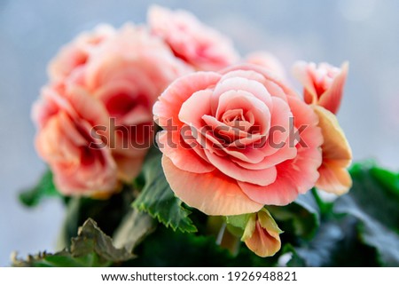 Pink begonia Elatior Borias variety. Home flowers, gardening, hobbies. Royalty-Free Stock Photo #1926948821
