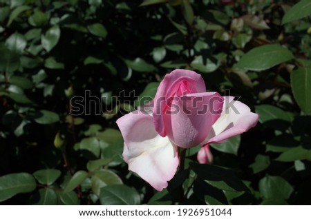 Light Pink Flower of Rose 'Violina' in Full Bloom
