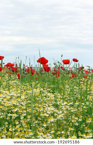 chamomile and poppy flower field