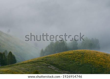 Steep hills covered by green grass and yellow wildflowers in a spring misty morning with birch trees in the background