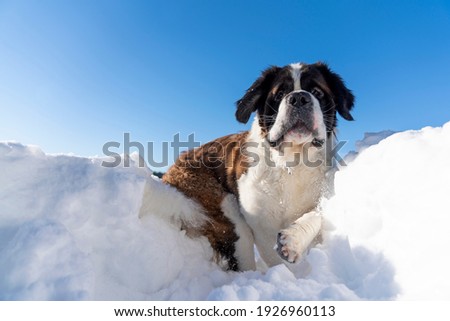 Adult active Saint Bernard purebred dog playing around in deep Snow on a beautiful Winter Day. Winter scene of dog playing in deep new snow.