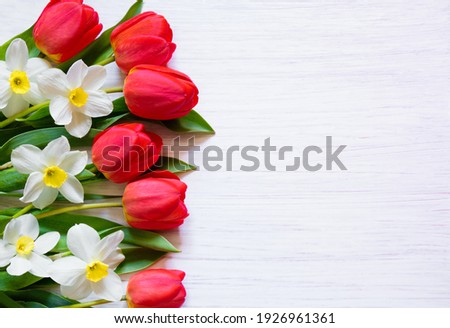 Floral Spring template for design with border of red tulip and white daffodil flowers on white wood background. Top view. Flat lay. Beautiful celebration Web banner to mother's day, Women's Day