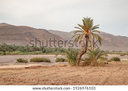 riverbed in the desert with palm trees
