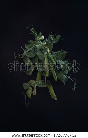 Branches of green peas with flowers on a black background beautiful eco-friendly picture for restaurants