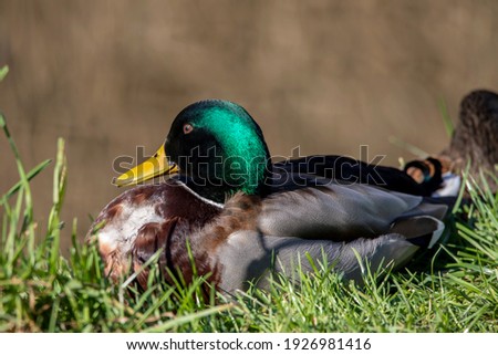 A close up of a male Mallard, resting in the grass